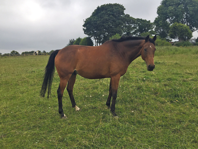 Sound Investment with his new owner