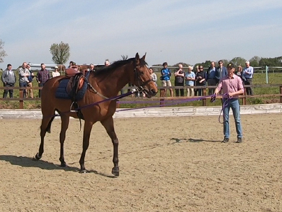 Rainbow Rebel at EquiPrep