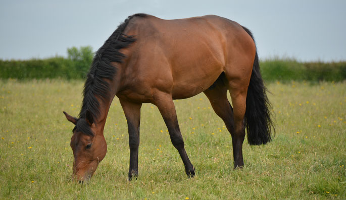 Racehorse Welfare