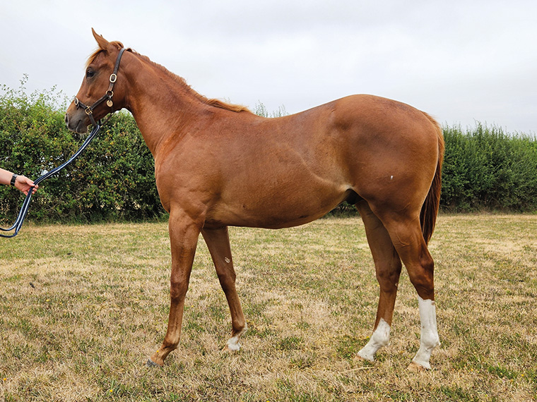 2025 Kameko ex Cupboard Love colt