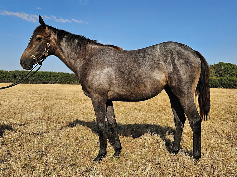 2025 Kingston Hill ex Wouldubewell filly