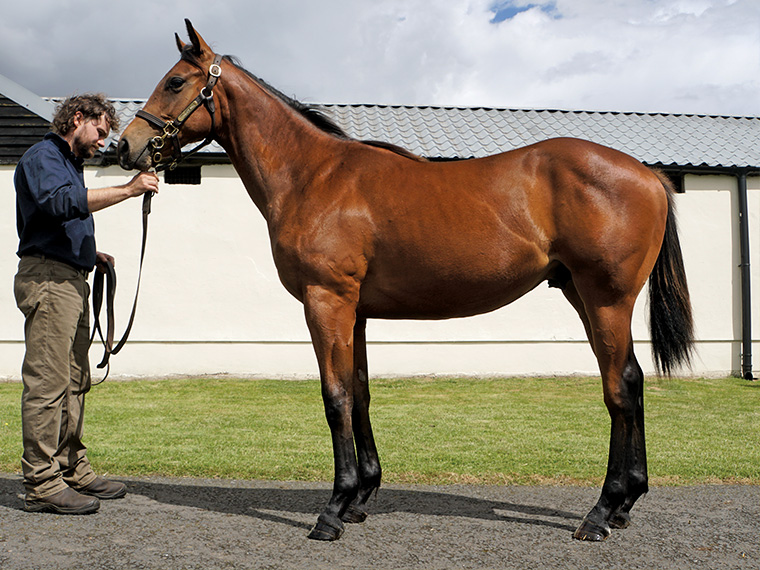 2025 Mayson ex Tambourine Girl colt