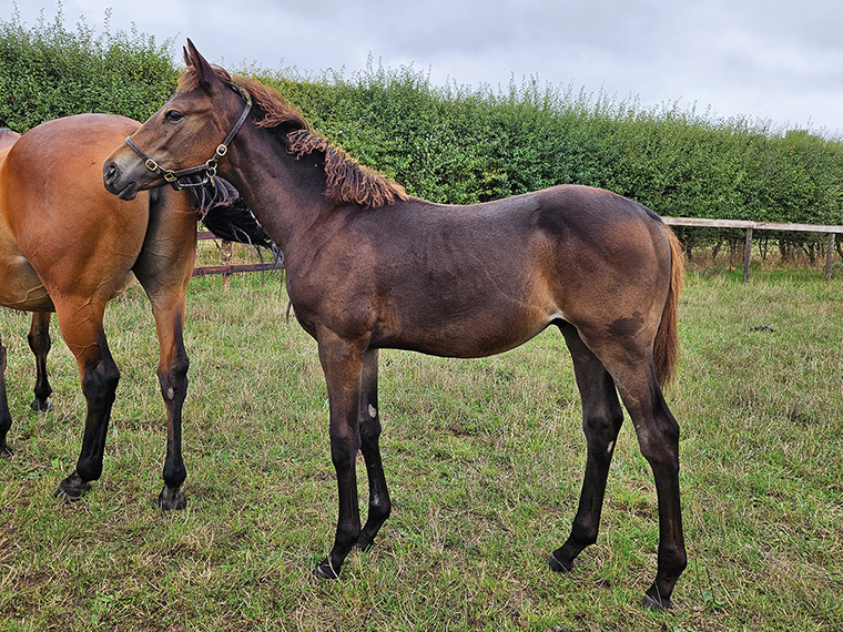 2026 Golden Horn ex Wouldubewell colt