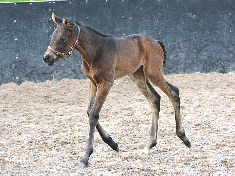2026 Harry Angel ex Tambourine Girl filly