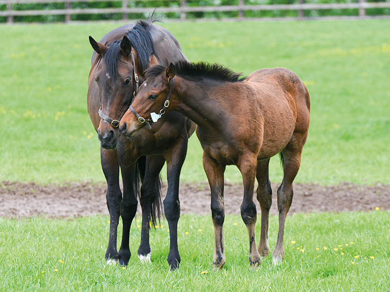 2026 Maxios ex Miranda colt