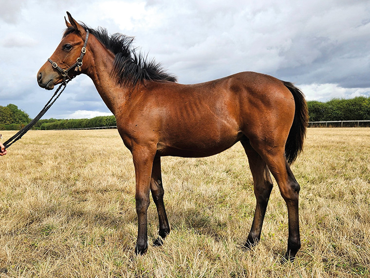 2026 Wings Of Eagles ex Sabrina colt