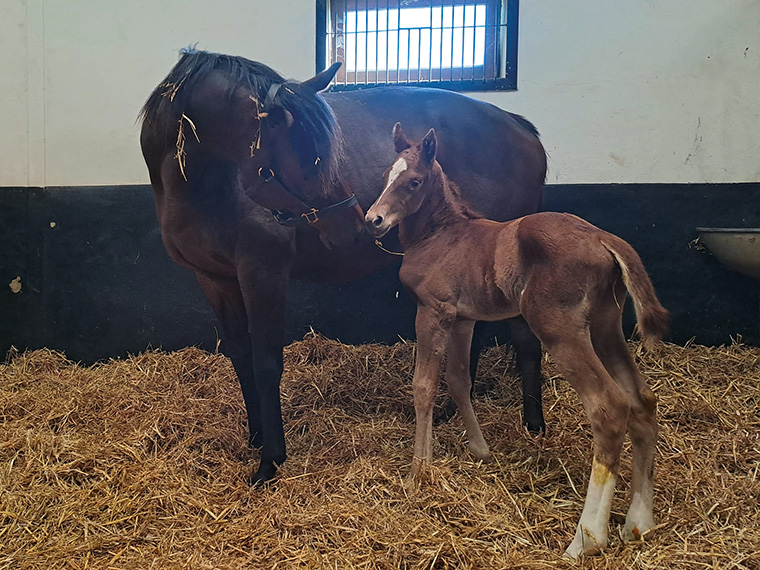 Cupboard Love and 2025 colt