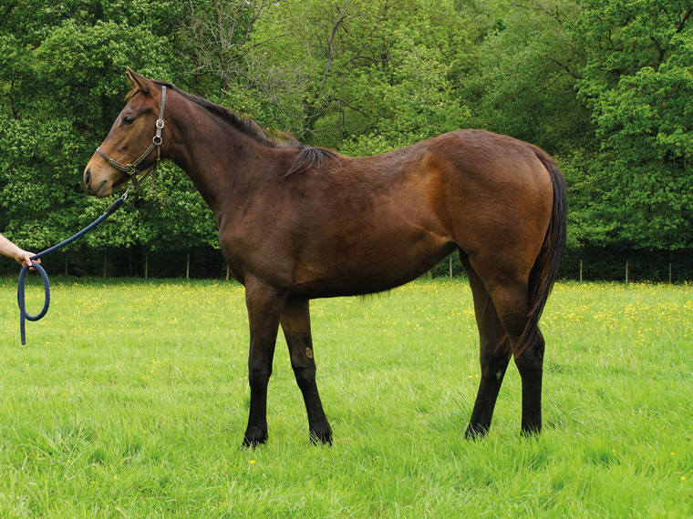 Owners Group Buy A Share