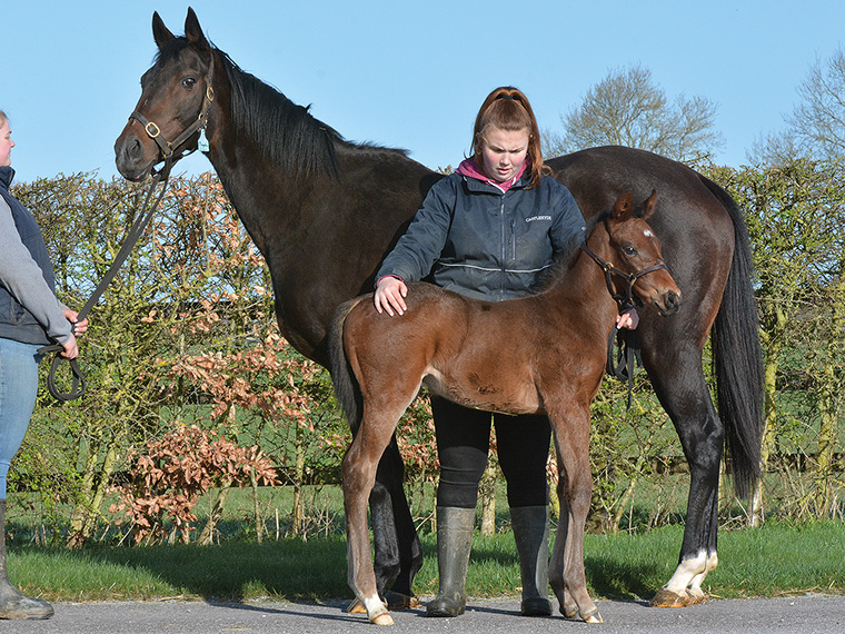 Miranda and 2026 colt