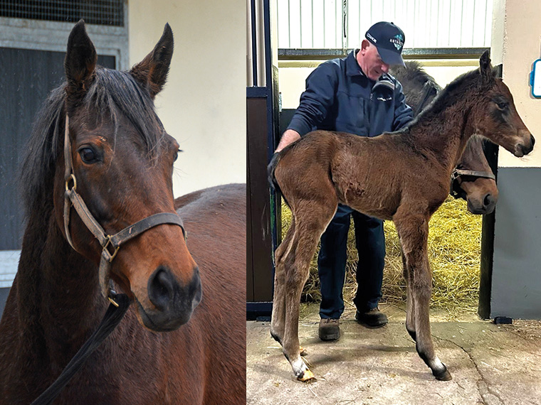 Sabrina and 2026 colt
