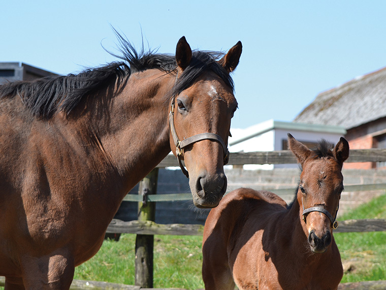 Tambourine Girl and 2025 colt and 2026 filly