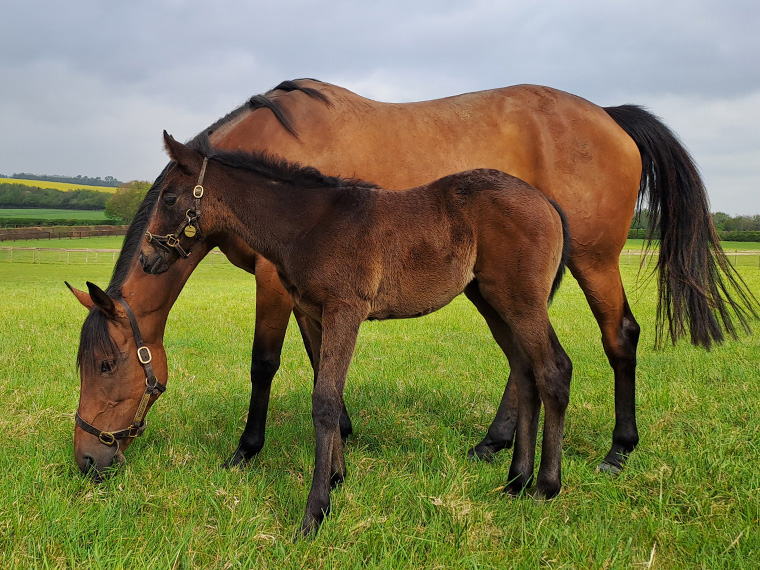 Wouldubewell and 2025 filly