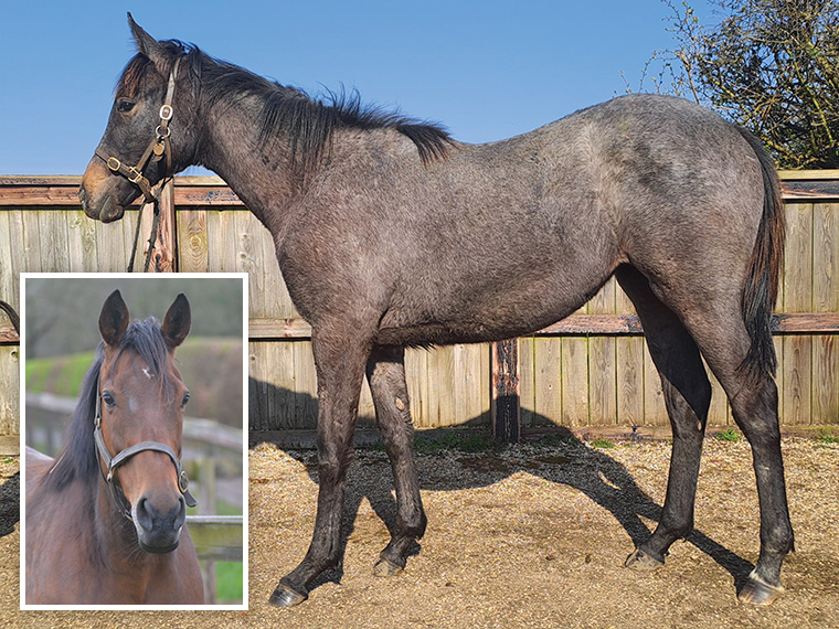 Wouldubewell and 2025 filly and 2026 colt