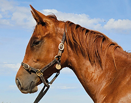 2025 Kameko ex Cupboard Love colt