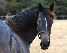 2025 Kingston Hill ex Wouldubewell filly