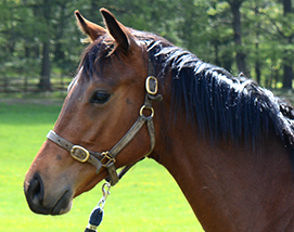 2025 Mayson ex Tambourine Girl colt