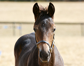 2026 Golden Horn ex Wouldubewell colt