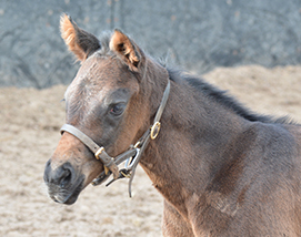 2026 Harry Angel ex Tambourine Girl filly