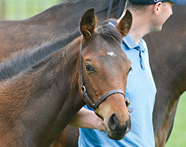 2026 Maxios ex Miranda colt