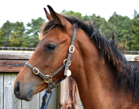 2026 Wings Of Eagles ex Sabrina colt