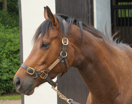 Cupboard Love and 2023 filly