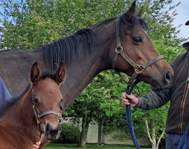 Cupboard Love and 2024 filly