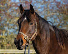 Cupboard Love and 2025 colt