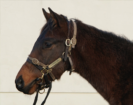 Mayson ex Tambourine Girl filly
