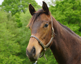 Mayson ex Tambourine Girl filly