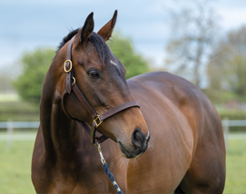 Miranda and 2026 colt