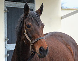 Sabrina and 2026 colt