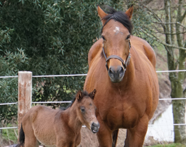 Tambourine Girl and 2023 filly