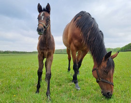Wouldubewell and 2025 filly and 2026 colt