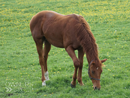 Sir Percy ex Oceans Apart colt - 12 May 2018