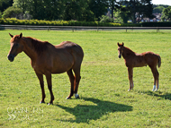 Oceans Apart and her Sir Percy colt - 10 June 2017