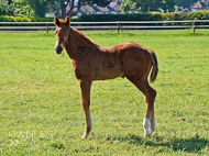 Sir Percy ex Oceans Apart colt - 10 June 2017