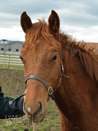 Sir Percy ex Oceans Apart colt - 23 March 2018