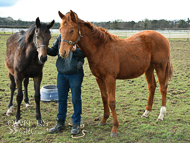 Sir Percy ex Oceans Apart colt - 23 March 2018