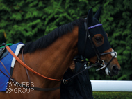 Yulong Xiongba at Kempton - 5 August 2015