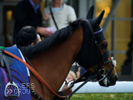 Yulong Xiongba at Kempton - 5 August 2015