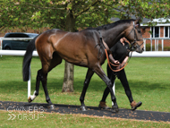 Bagad Bihoue at Kempton - 1 May 2017