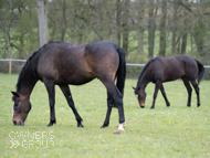 Bagad Bihoue (left) and Last Golden Ticket (right) - 14 April 2021