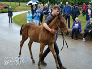 Poets Voice ex Baralinka Colt - 29 July 2016