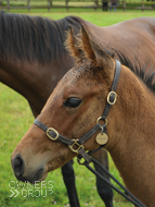 Poets Voice ex Baralinka Colt - 29 July 2016