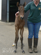 Poets Voice ex Baralinka Colt - 9 May 2016