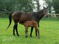 Baralinka and her Poets Voice Colt - 19 May 2016