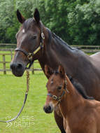 Baralinka and her Poets Voice Colt - 7 June 2016