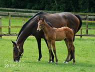 Baralinka and her Poets Voice Colt - 7 June 2016