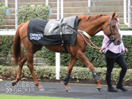 Rock Steady at Ascot - 3 November 2018