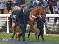 Rock Steady at Newbury - 2 March 2019